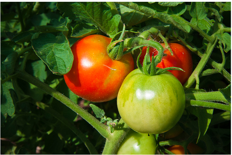 Tomatoes on a vine