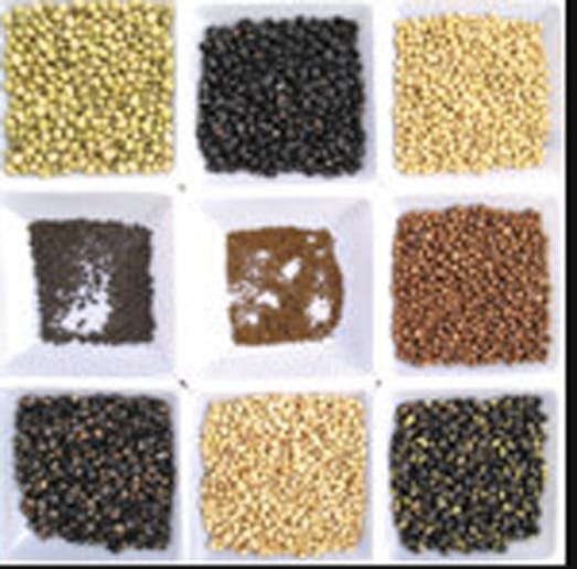  USDA’s Soybean Germplasm Collection housed at the University of Illinois is one of 30 germplasm collections that are part of the National Plant Germplasm System.