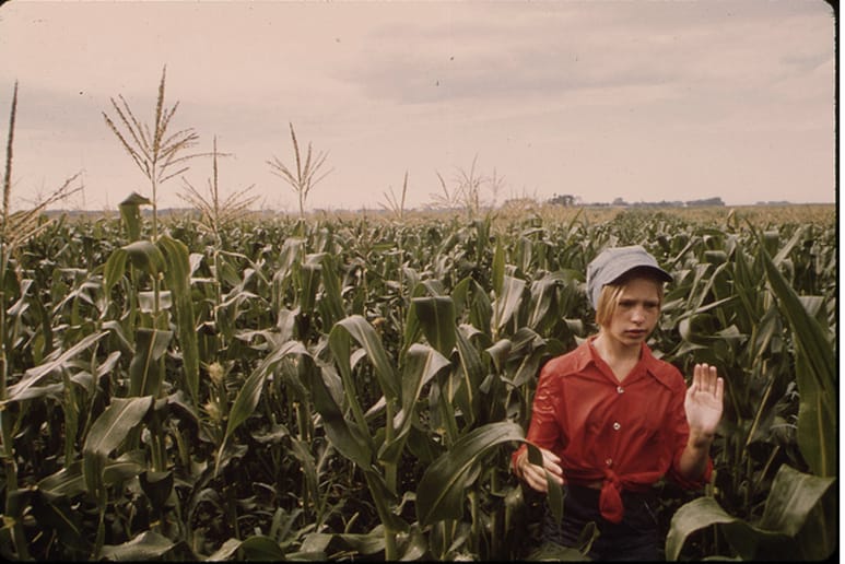 Teenage Worker Detasseling Corn in a Field During the Summer near New Ulm, Minnesota. (between 1930 - 2008