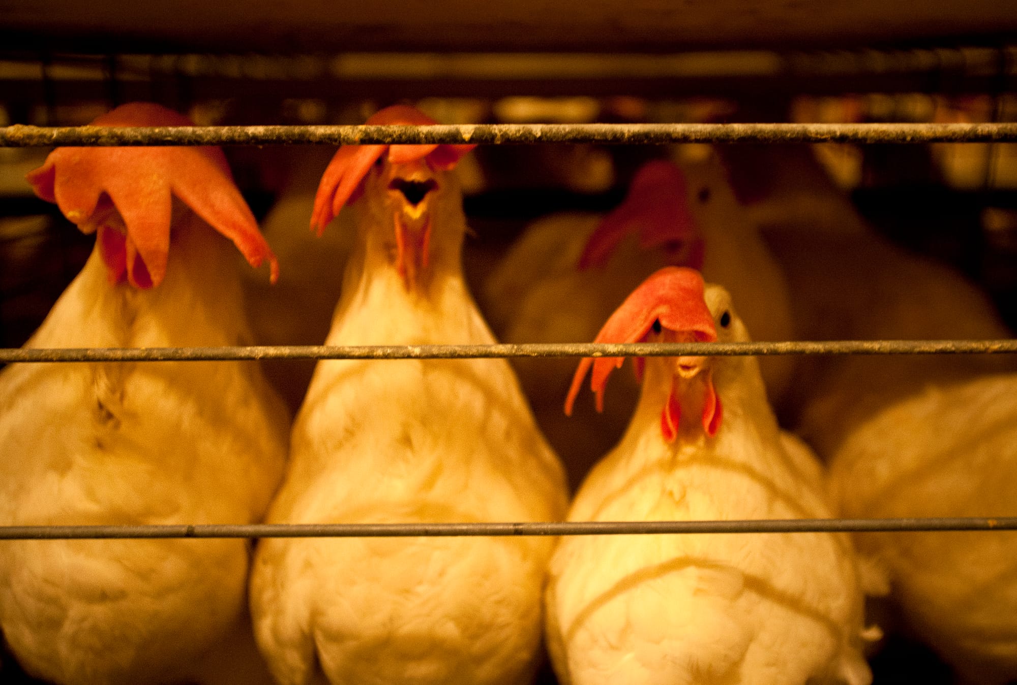 Chickens line up to feed a the University of Illinois at Urbana-Champaign poultry farm.  The farm houses approximately 7,000 chickens used for egg production and ovary cancer research.