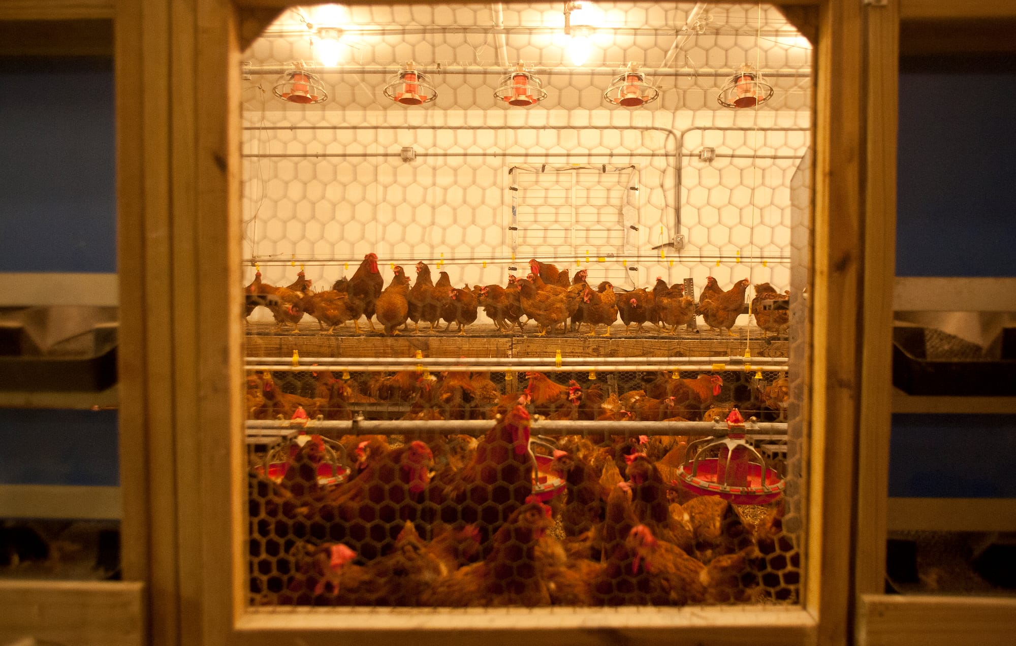 Chickens at the University of Illinois poultry farm on March 7, 2013 at Urbana-Champaign.