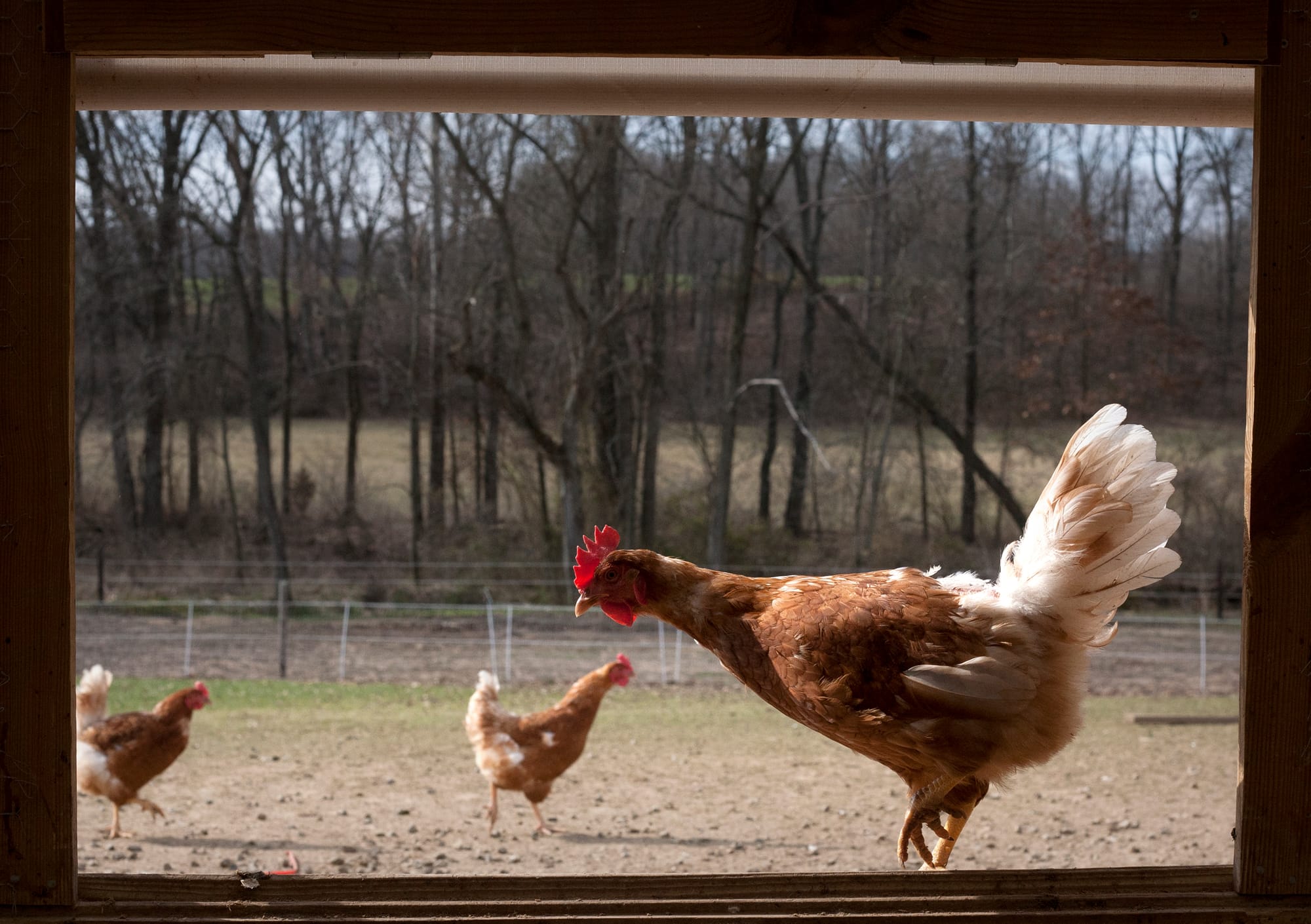 Shown above are chickens raised at a family farm in Campbell Hill, Ill. The Food Safety and Inspection Service sets the Salmonella standard for whole-chicken carcasses at 7.9 percent. There currently is no standard for raw chicken parts.