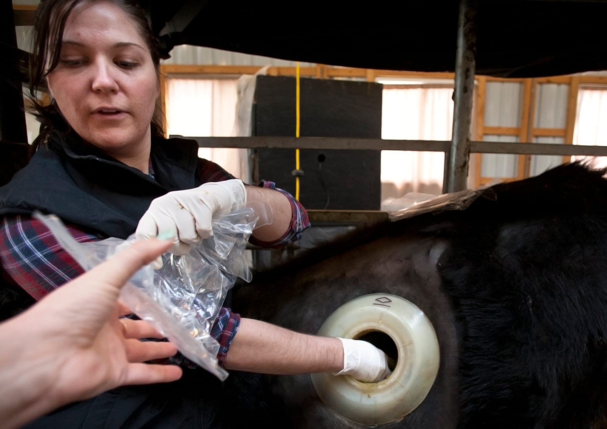 Amanda Conder, a graduate student in Animal Sciences at Southern Illinois University Carbondale, reaches into the rumen of a fistulated cow March 28, 2013, at the SIU Beef Cattle Center.  A fistulated cow acts as a porthole into the rumen, which helps researchers observe digestion.