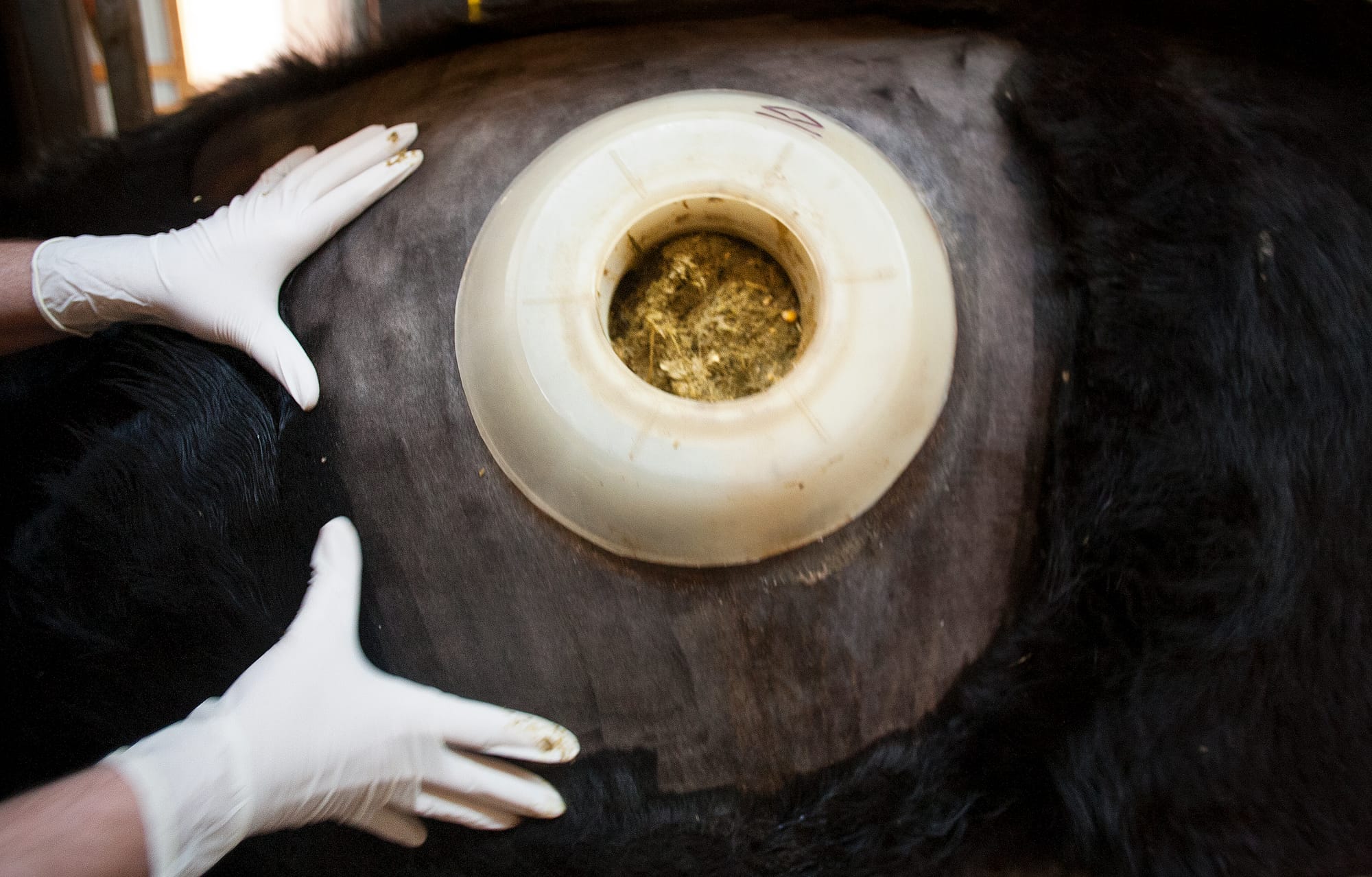 Digestion can be seen at work on a fistulated cow March 28, 2013, at Southern Illinois University’s Beef Cattle Center in Carbondale, Ill..  Researchers are allowed to peer inside the cow and observe digestion.