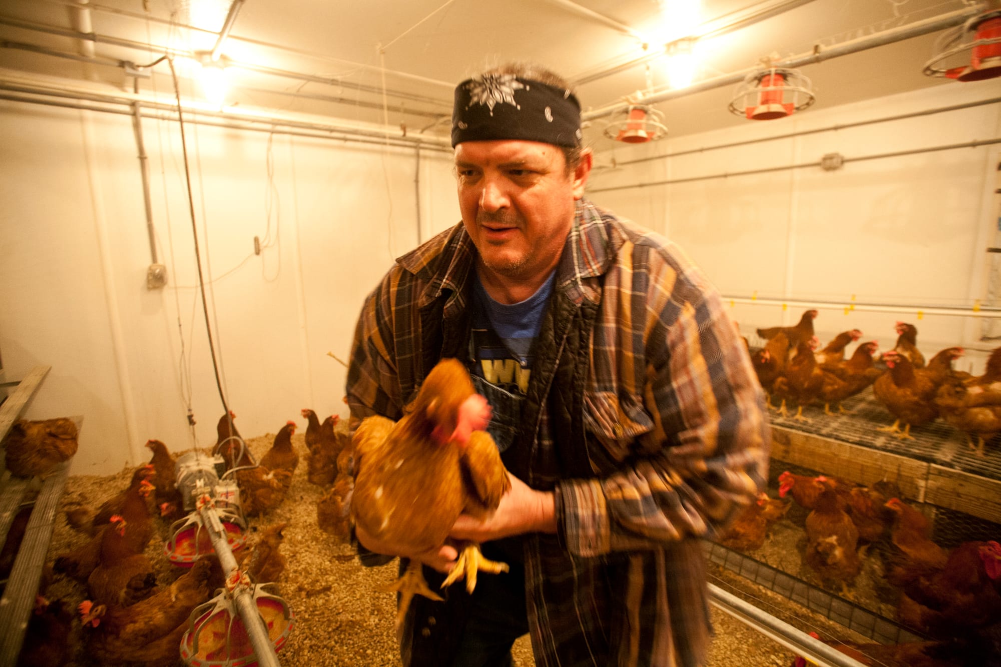 Chet Utterback, senior agricultural research technician at University of Illinois Urbana-Champaign, picks up a chicken for inspection March 4, 2013, at the University of Illinois Urbana-Champaign poultry farm in Urbana, Ill. 