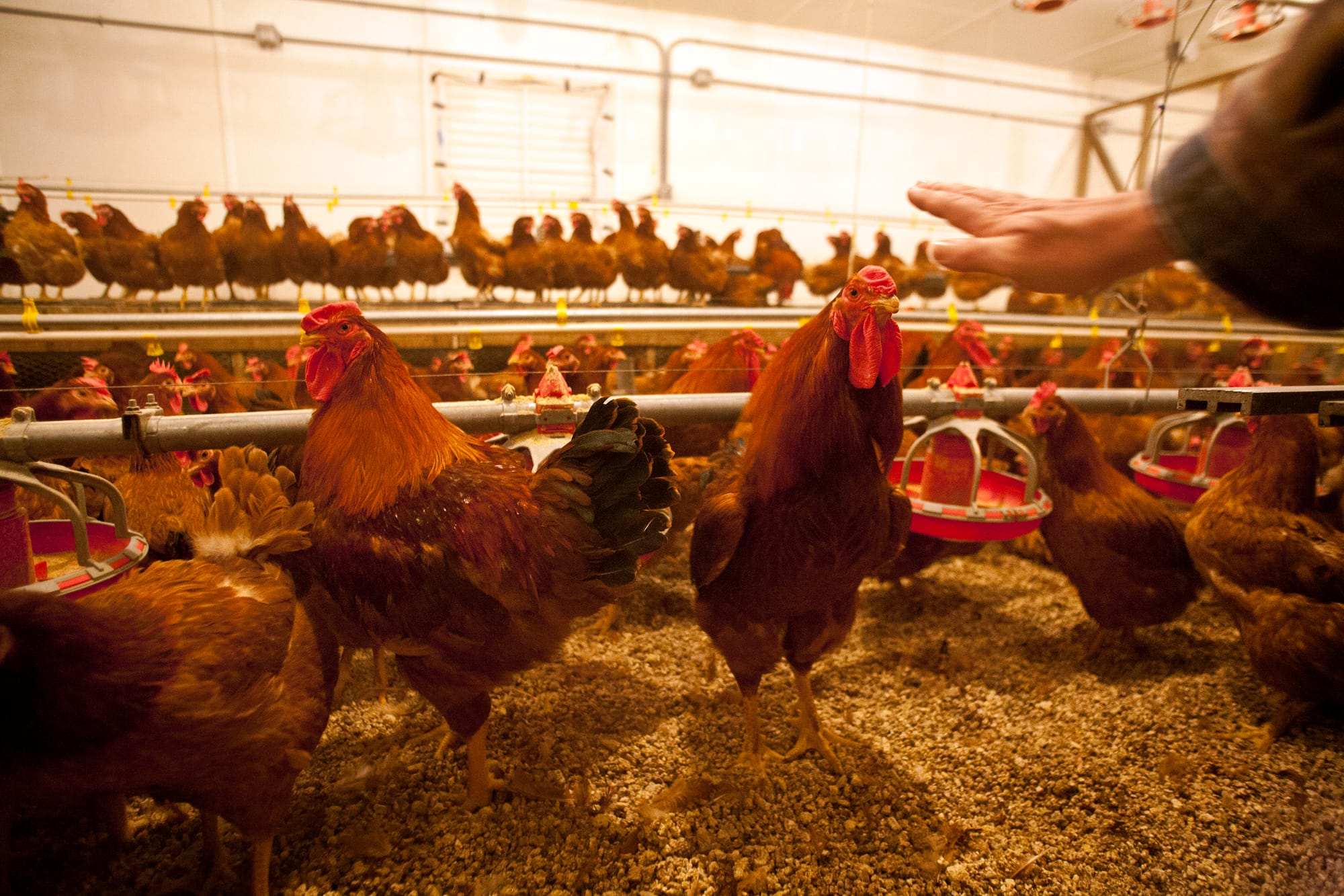 Chickens at the University of Illinois at Urbana-Champaign. Foster Farms has advertised that the company is using probiotics in its chickens to help prevent Salmonella.