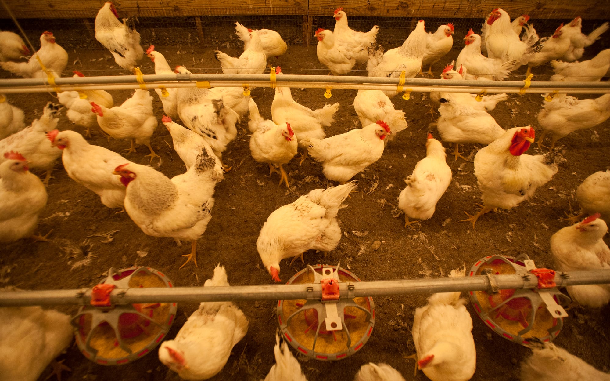 Chickens feeding in the breeding pen at the University of Illinois. Last year, the CDC announced that a different Salmonella outbreak from poultry was responsible for the illnesses of 134 people.