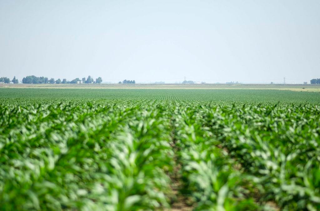Prevented planting compensates farmers when they're unable to plant an insured crop due to weather. The Risk Management Agency set prevented planting for corn at 60 percent of the producer's guarantee.
