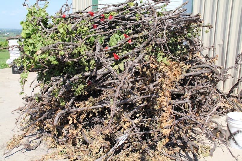 Platteville grape grower Ted Kearns said he piled up more than 300 ten-year-old vines in his driveway after they died from herbicidal drift last year. 