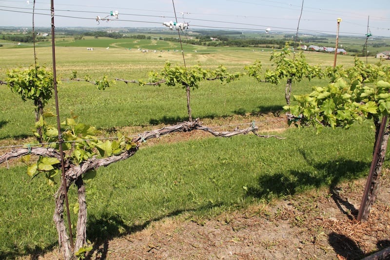 Platteville grape grower Ted Kearns said many of his vines have been repeatedly exposed to herbicidal drift, stunting their growth