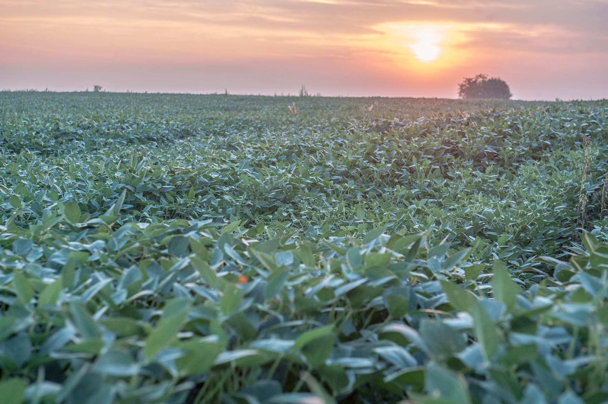 Soybeans at sunrise near Mansfield, Ill., on Aug. 20, 2013