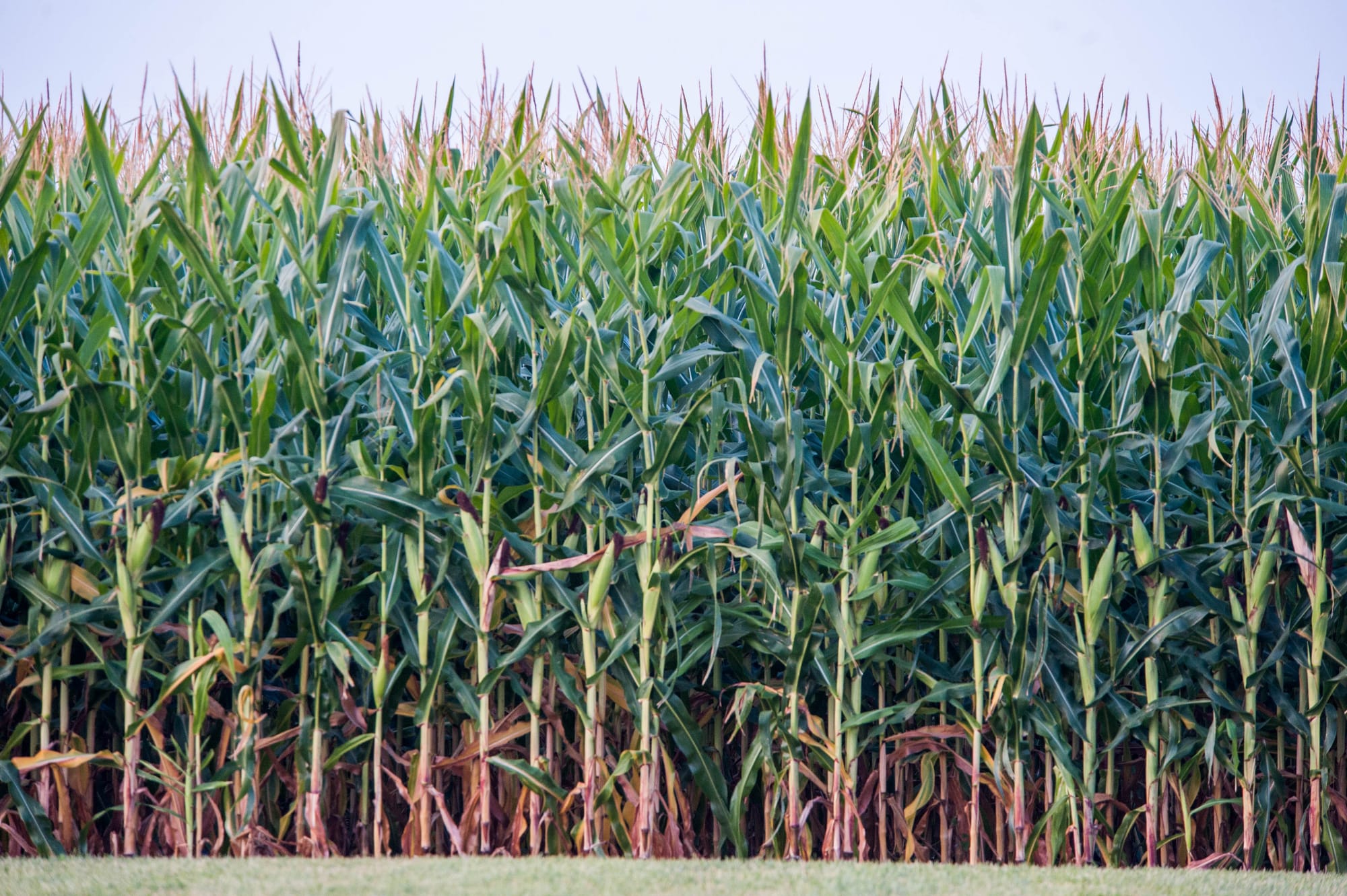 Corn near Mansfield, Ill., on Tuesday, August 20, 2013. This year, the price per bushel of corn is expected to plummet from the nearly $8 levels of recent years.