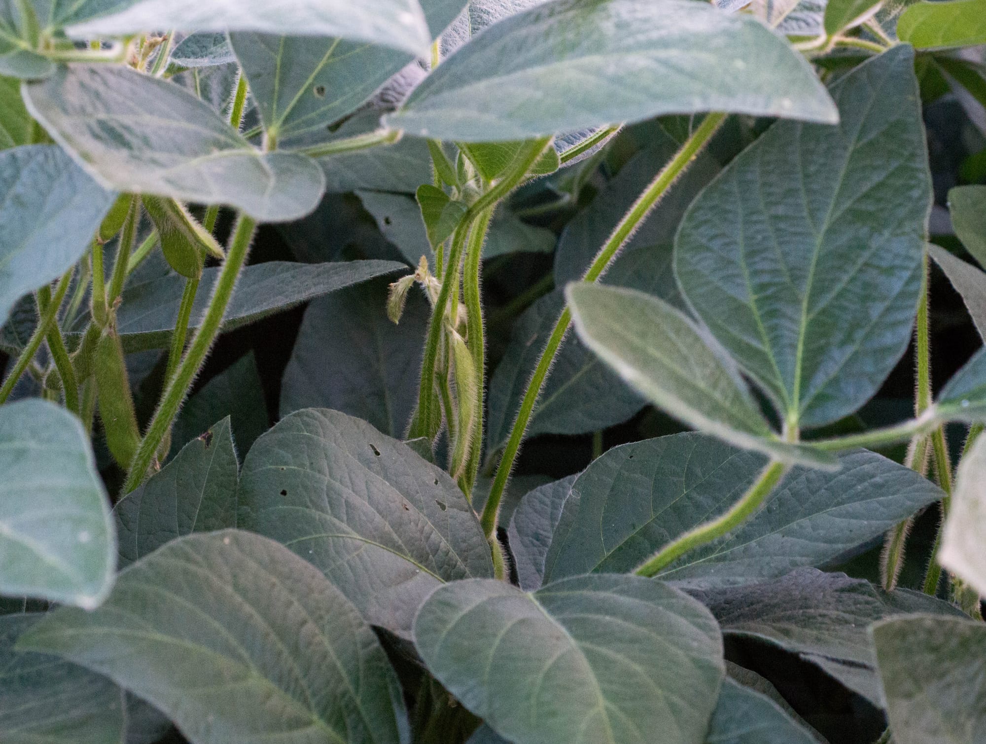 Soybeans near Mansfield, Ill., on Tuesday, August 20, 2013. In recent years, farmers have plowed over prairie lands to plant more crops, such as soybeans.