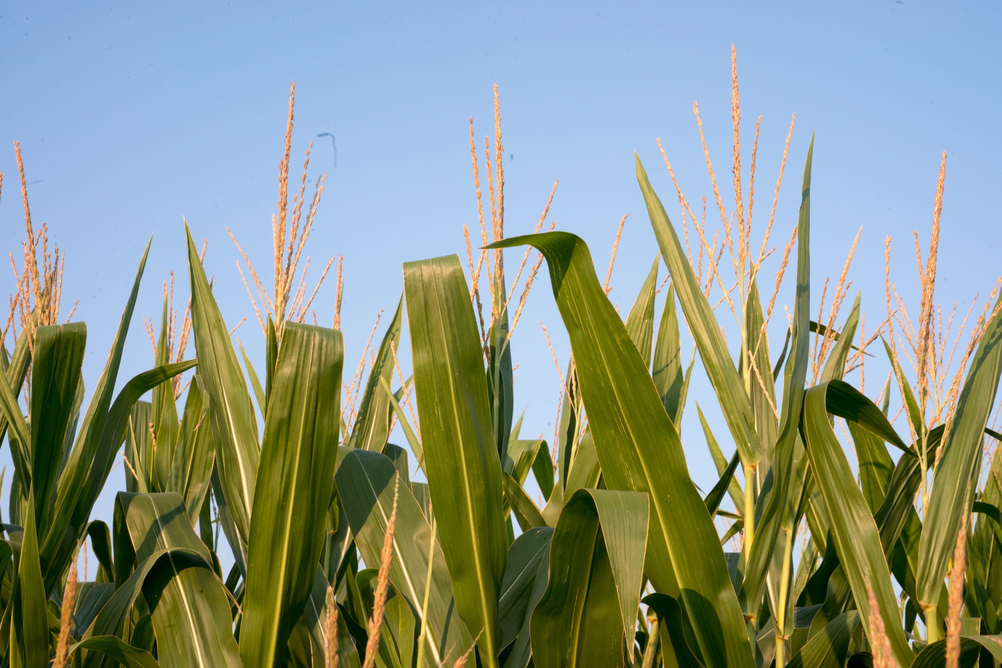 The Office of Inspector General report found that current prevented planting policy threatens national food security because farmers are pressured to not plant second crops.