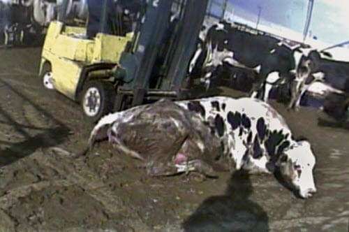 The U.S. Department of Agirculture bans the use of downer cattle because of health risks. Downer animals are animals that are no longer able to stand on their on power. The hidden-camera documentation of these abuses led a major meat recall and multimillion dollar lawsuit.