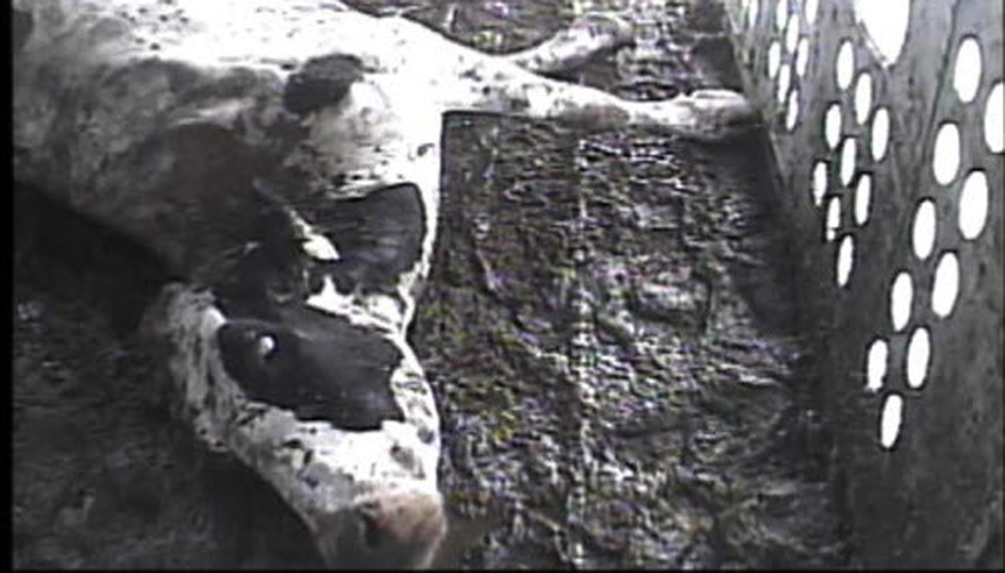 The Food Safety and Inspection Service monitors for animal abuse and misuse at the slaughterhouse. The agency conducted a widespread investigation when a 2008 video showed sick cattle being processed into food.