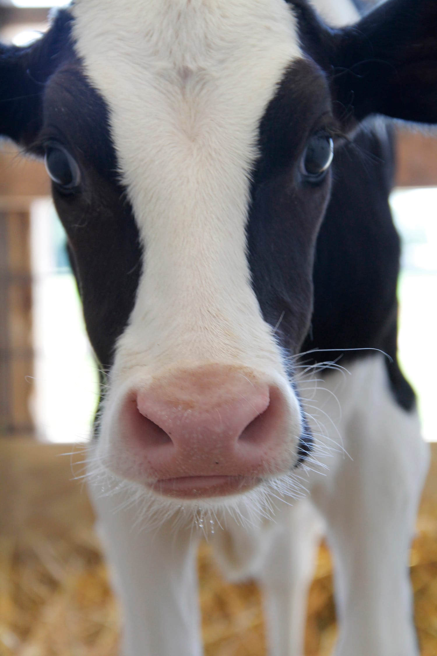Since 2000, the number of Wisconsin dairy CAFOs has more than quadrupled and now stands at 222 facilities.