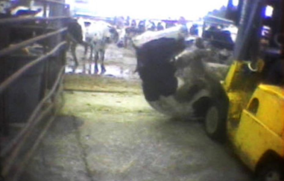 In 2008, an undercover Humane Society investigation into a California slaughterhouse produced video of workers abusing sick cattle. The video eventually triggered a major recall and multimillion dollar lawsuit. In Idaho, efforts similar to this would be illegal.