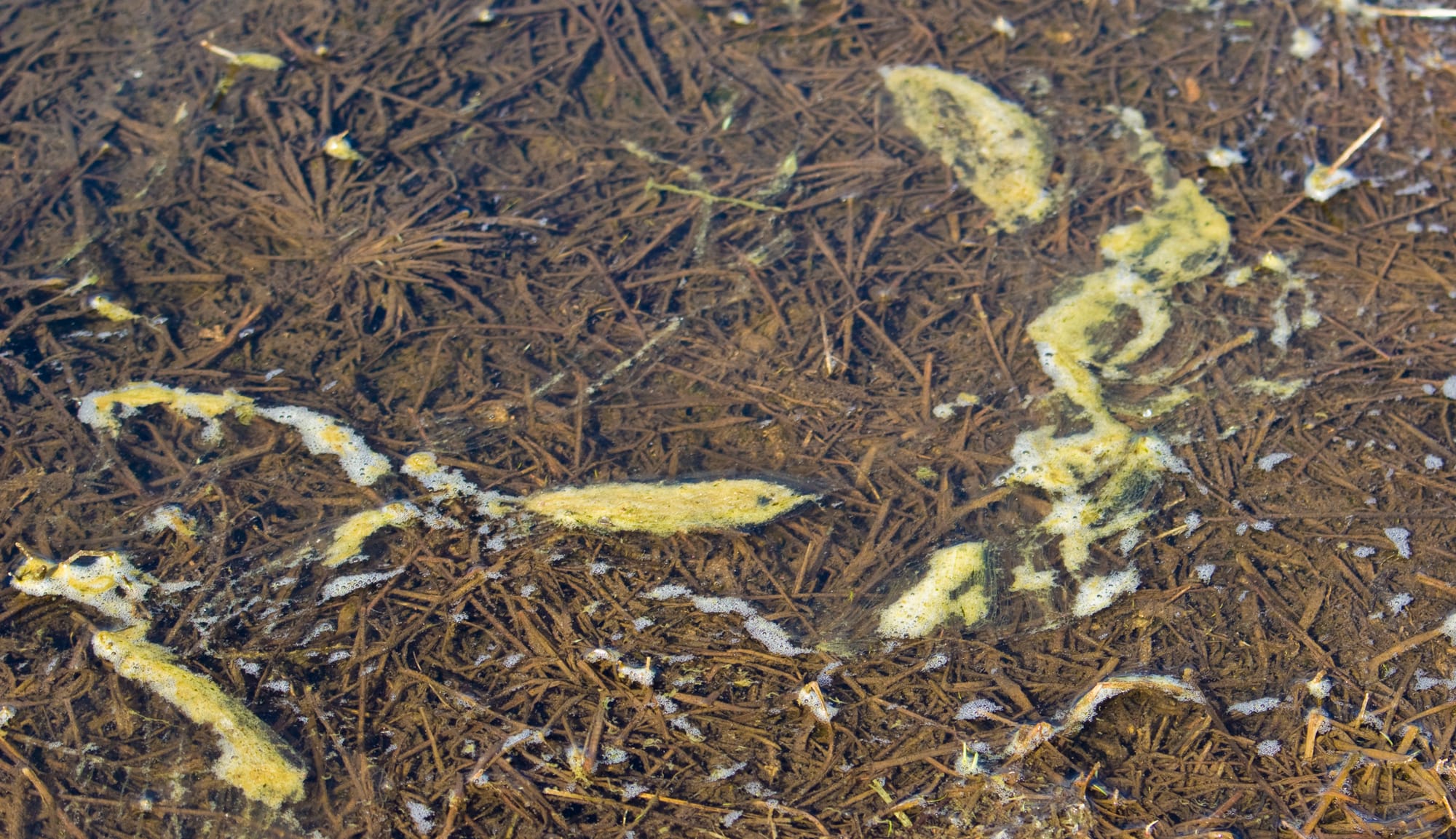 Nitrogen is a nutrient used to fertilized crops and is also found in manure. Agricultural runoff can carry nitrogen into bodies and water, in turn causing their nitrogen levels to become dangerously high. When nitrogen levels are high, algae growth is stimulated and oxygen levels are decreased. Water with high nitrogen levels can also pose threats to humans.