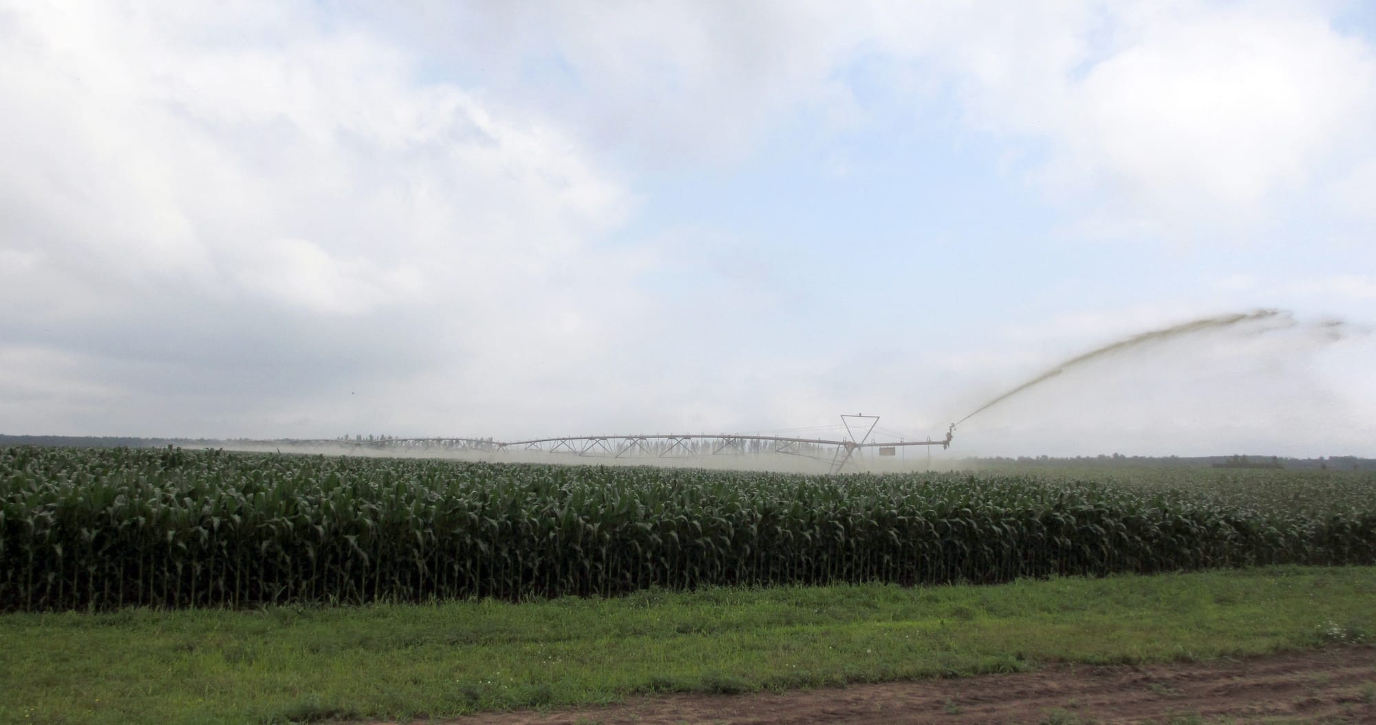 A center pivot manure irrigation system is used to spread manure on a Wisconsin corn field.