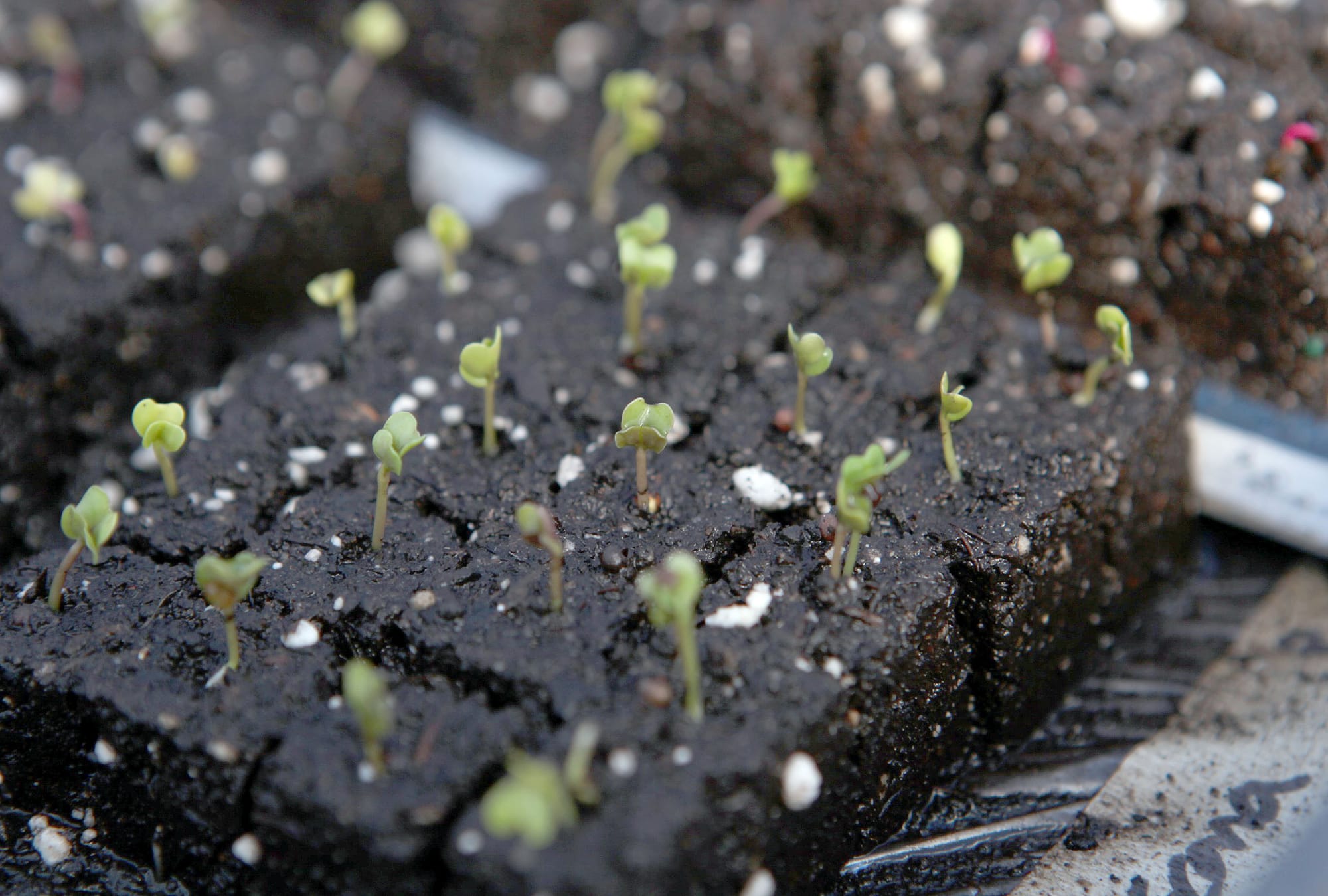 These seedlings are examples of the digester’s potential to foster business. They are grown by UW-Madison graduate student Brian Zimmerman and Madison resident Taylor Jacque in a greenhouse powered by the waste heat from the community digester near Waunakee.