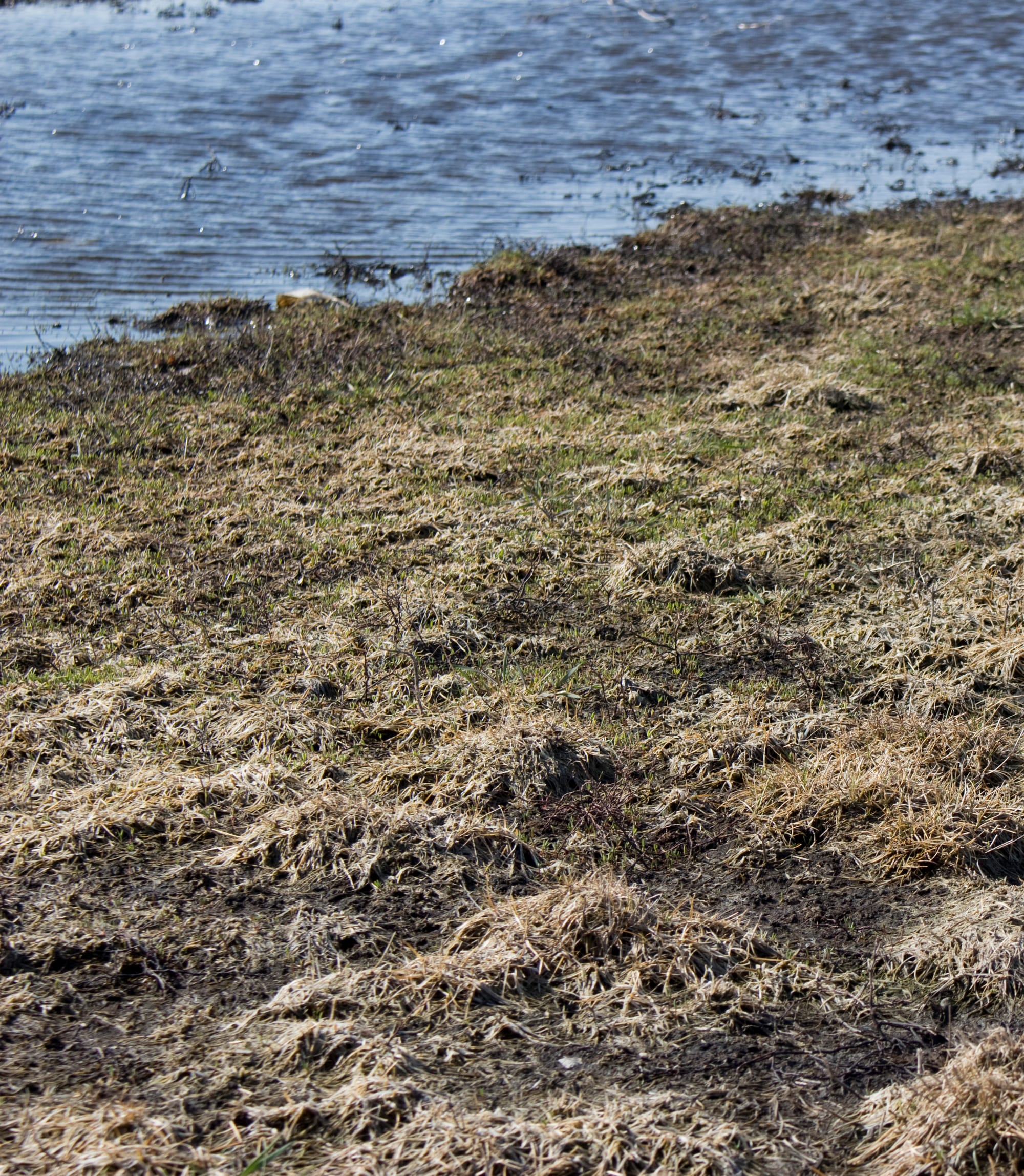 Runoff from agricultural land can can carry contaminates such as nutrients, sediments, salts and pathogens into nearby water bodies. The National Water Quality Inventory to Congress has historically cited agricultural nonpoint-source pollution as the leading cause of impairment for rivers and lakes.