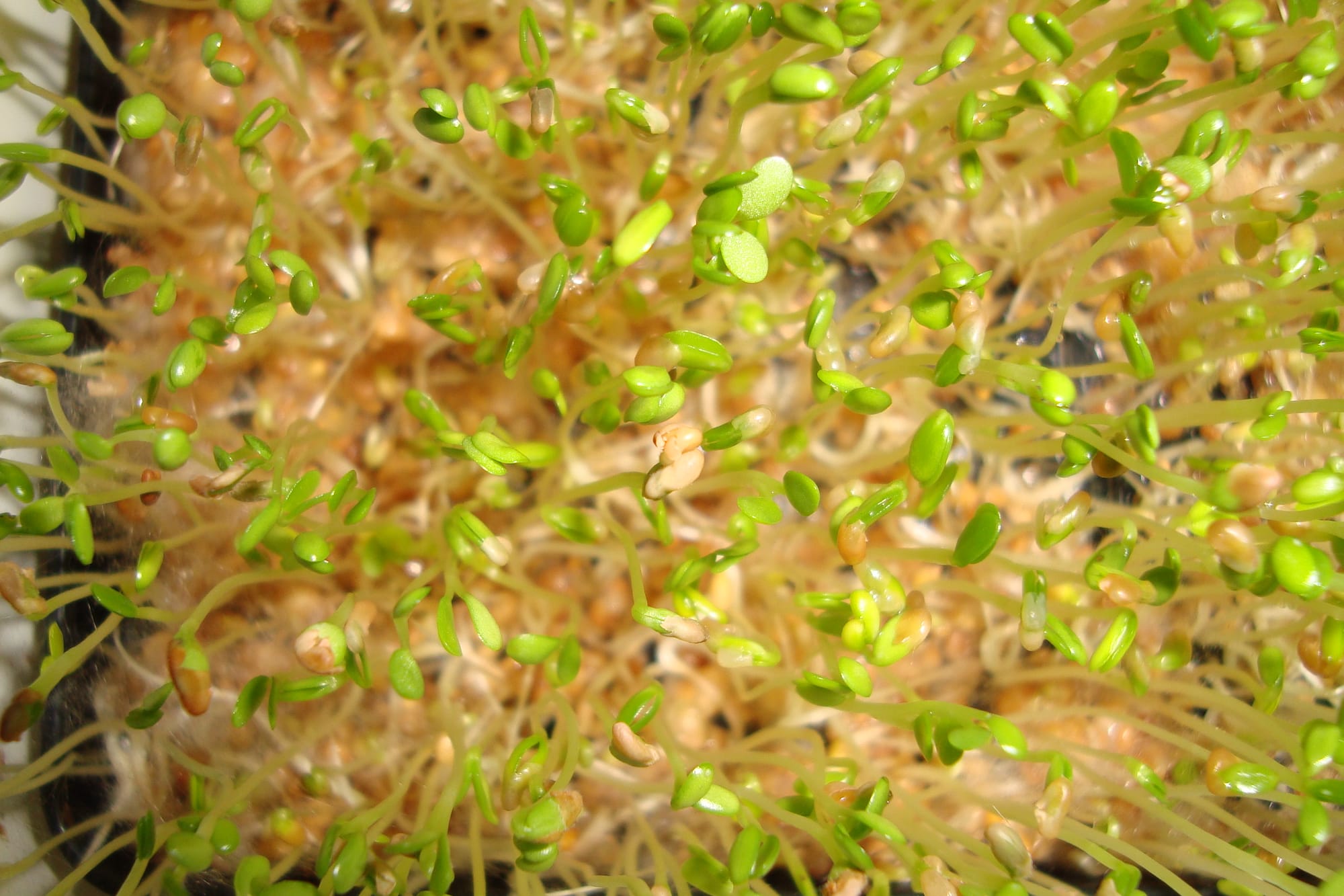 Food-safety workers linked one E. coli outbreak to raw clover sprouts. According to the U.S. Food and Drug Administration, the sprouts came from an Evergreen Fresh Sprouts LLC seed lot in Idaho.