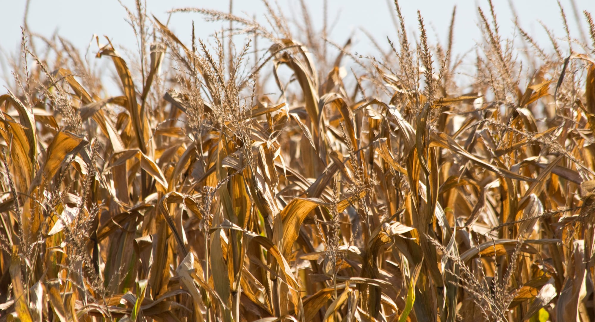 A joint analysis between the Midwest Center for Investigative Reporting and Harvest Public Media found that the 2014 Farm Bill drew more than 600 companies that spent an estimated $500 million in total lobbying costs. At least 80 groups spent more than $50 million in lobbying efforts that specifically included crop insurance.