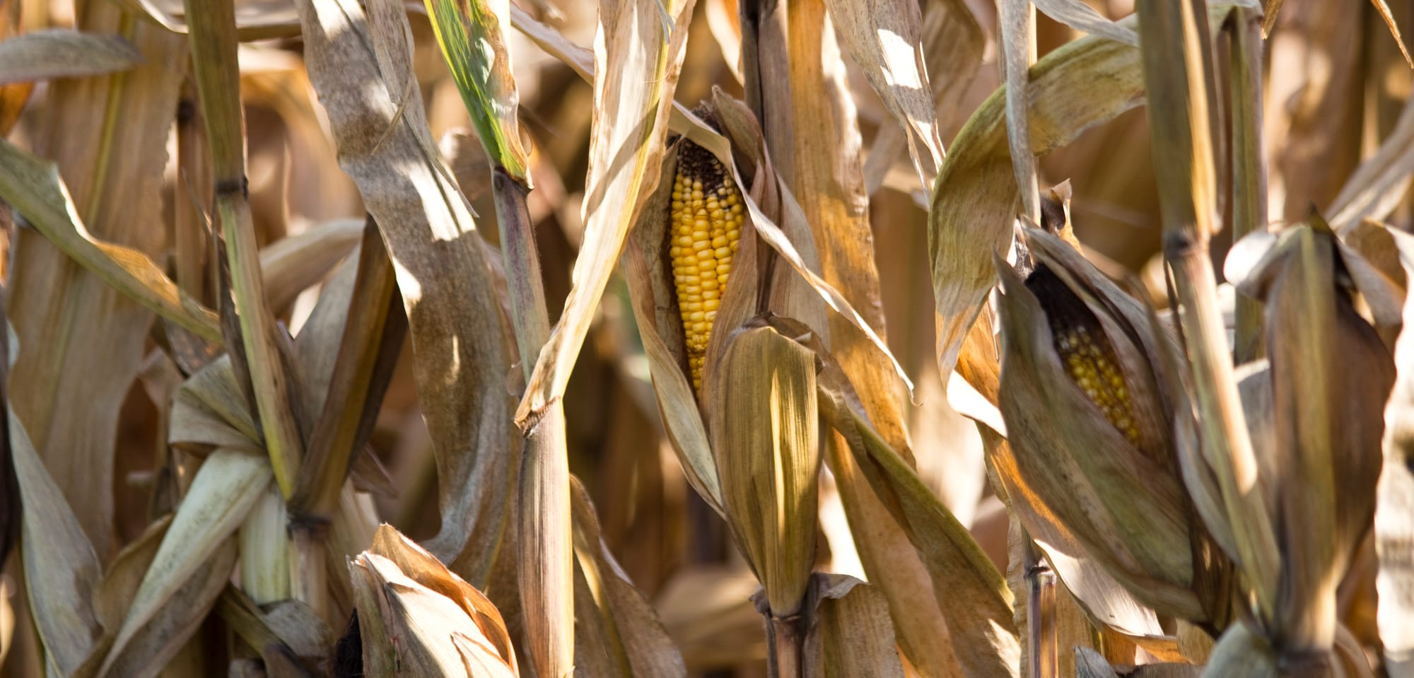 Farmers throughout the country are preparing for harvest. Some farmers, such as Randy Kron in southwestern Indiana, have already begun.