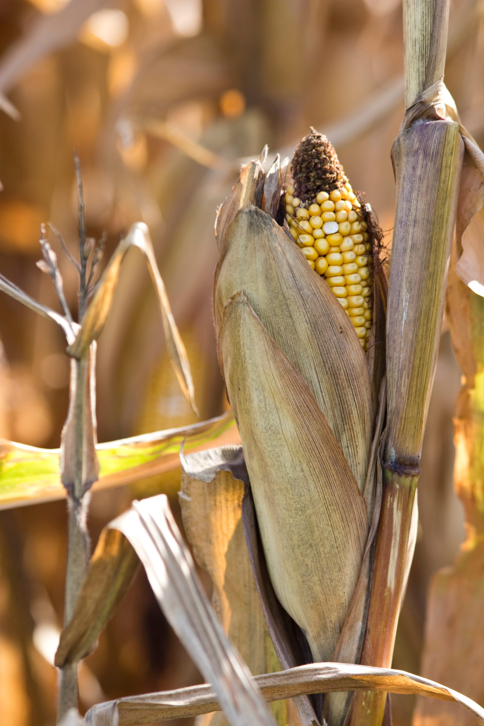 Last year, the government paid about $7.4 billion in premium subsidies. That total helped offset about 60 cents of every dollar a farmer paid on premiums.