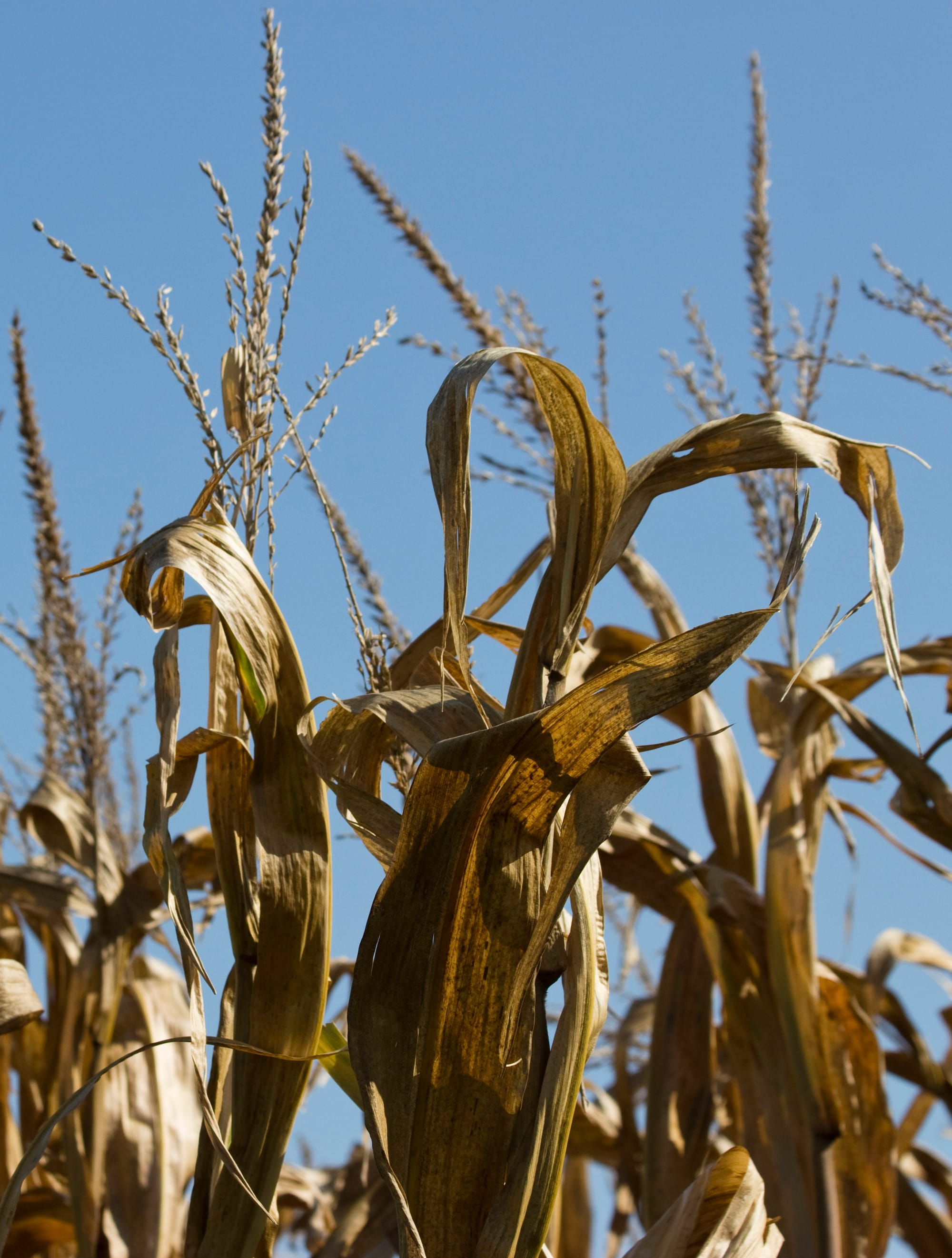 Acres withdrawn from the conservation program likely go into row crop production. “Acre for acre, row crop production results in more water pollution, due to erosion of exposed soil and application of fertilizer, and less wildlife habitat than CRP lands," said Stacy James of the Prairie Rivers Network.