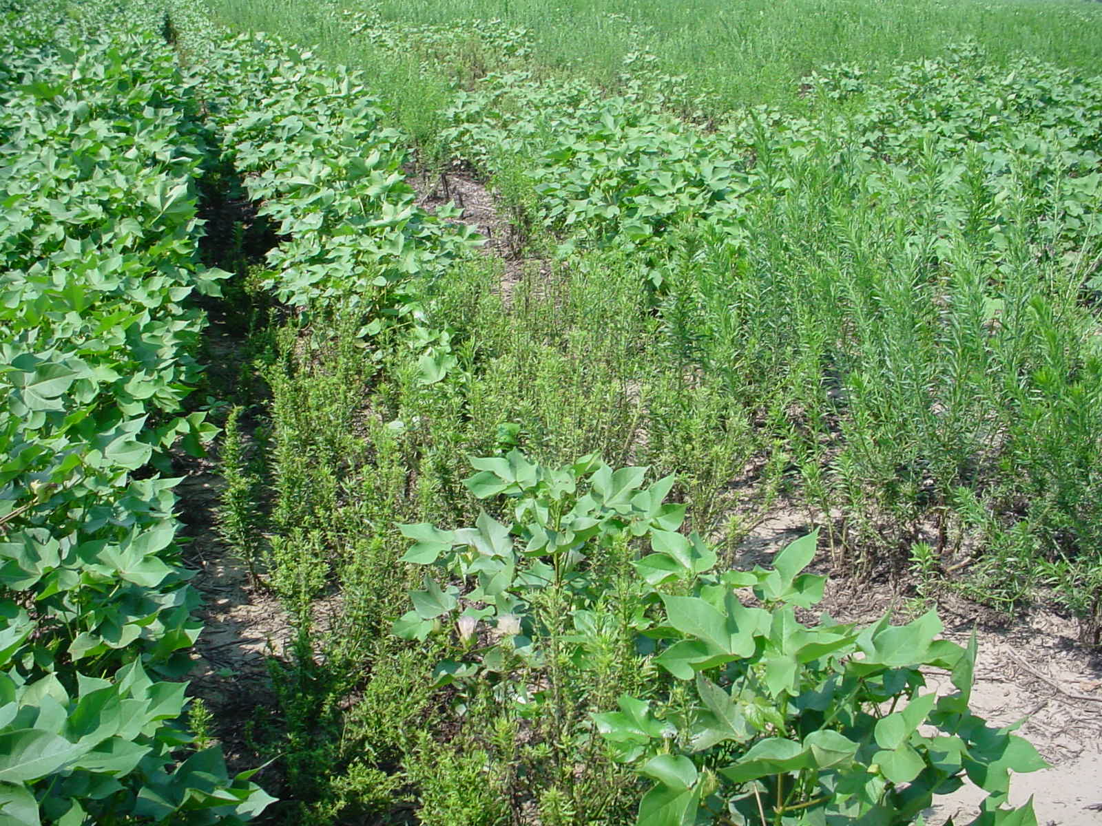 Marestail infests a cotton field. Marestail is just one of hundreds of weeds that have become resistant to popular herbicides.