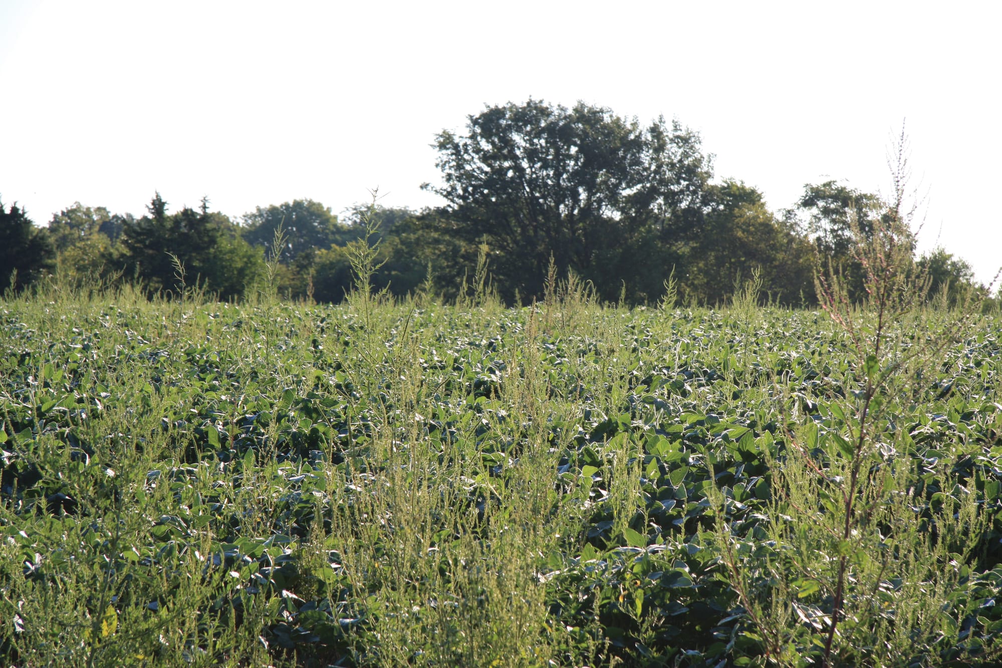 The weed waterhemp begins to overtake a soybean field. Researchers estimate there are more than 400 types of herbicide-resistant weeds globally.