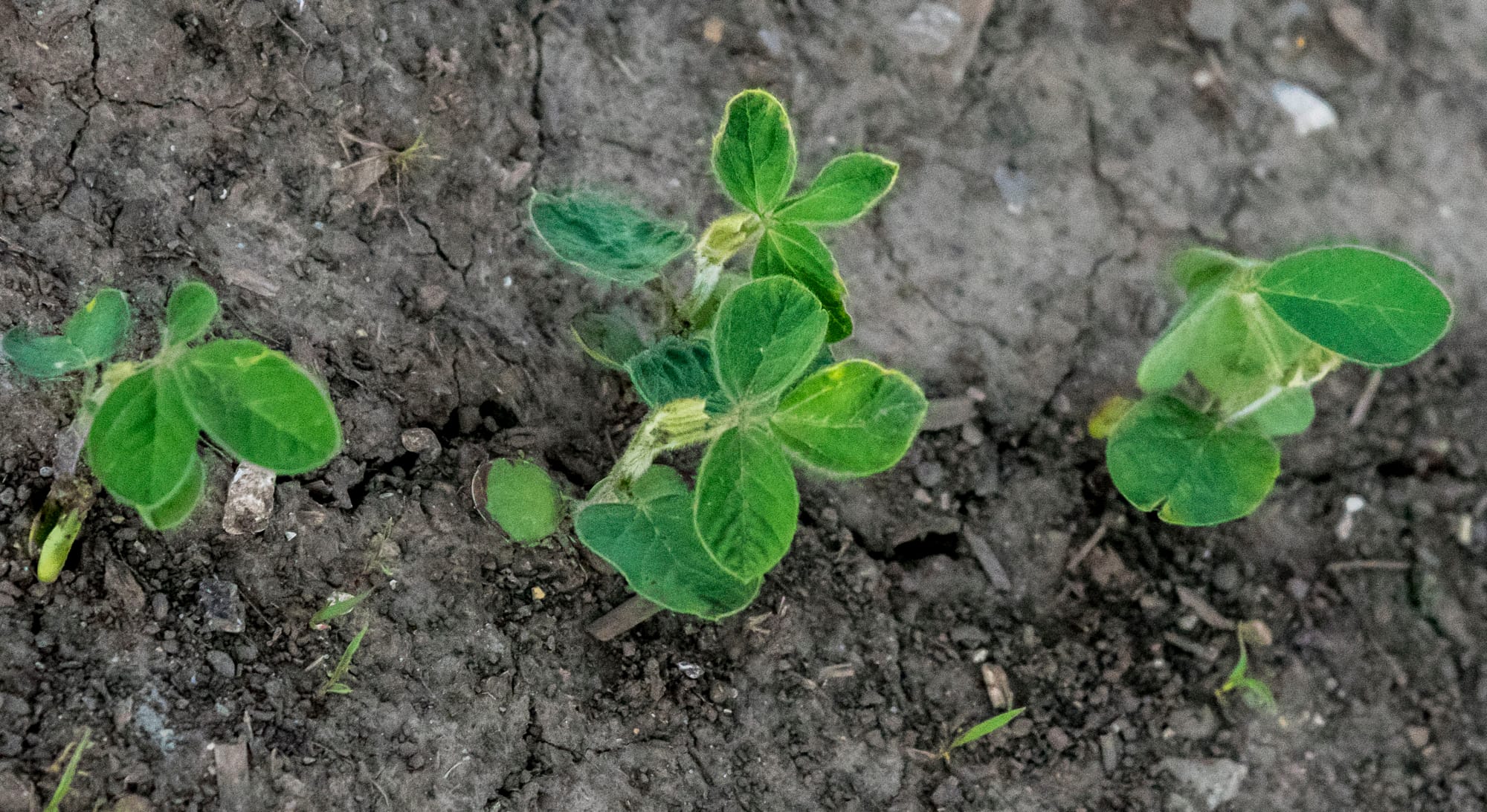 Soybeans sprout out of the dirt on an Illinois farm on May 29, 2015. Nearly every single soybean acre planted in the United States is planted with genetically engineered seeds.
