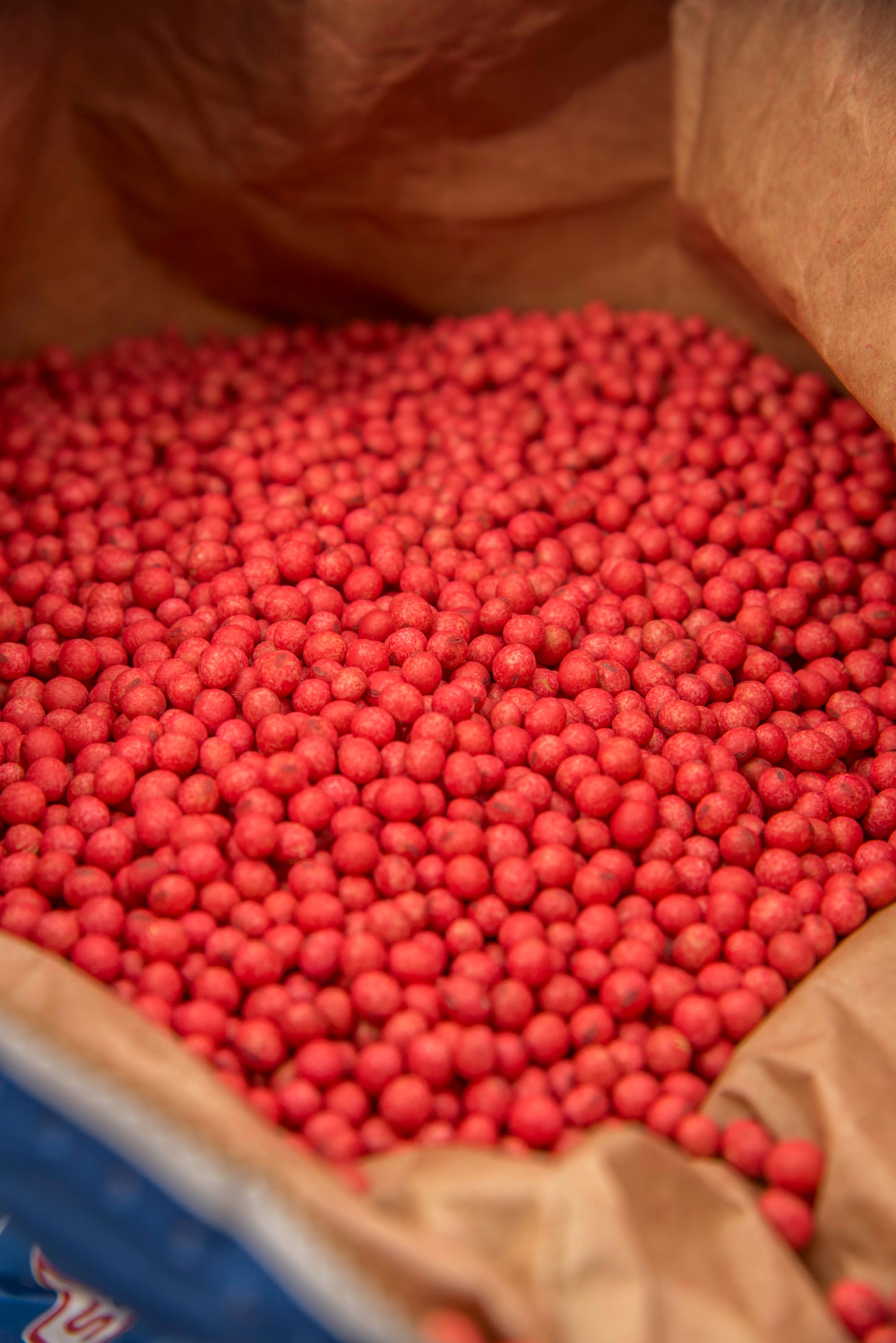 Soybean seeds left over from the 2014 growing season.