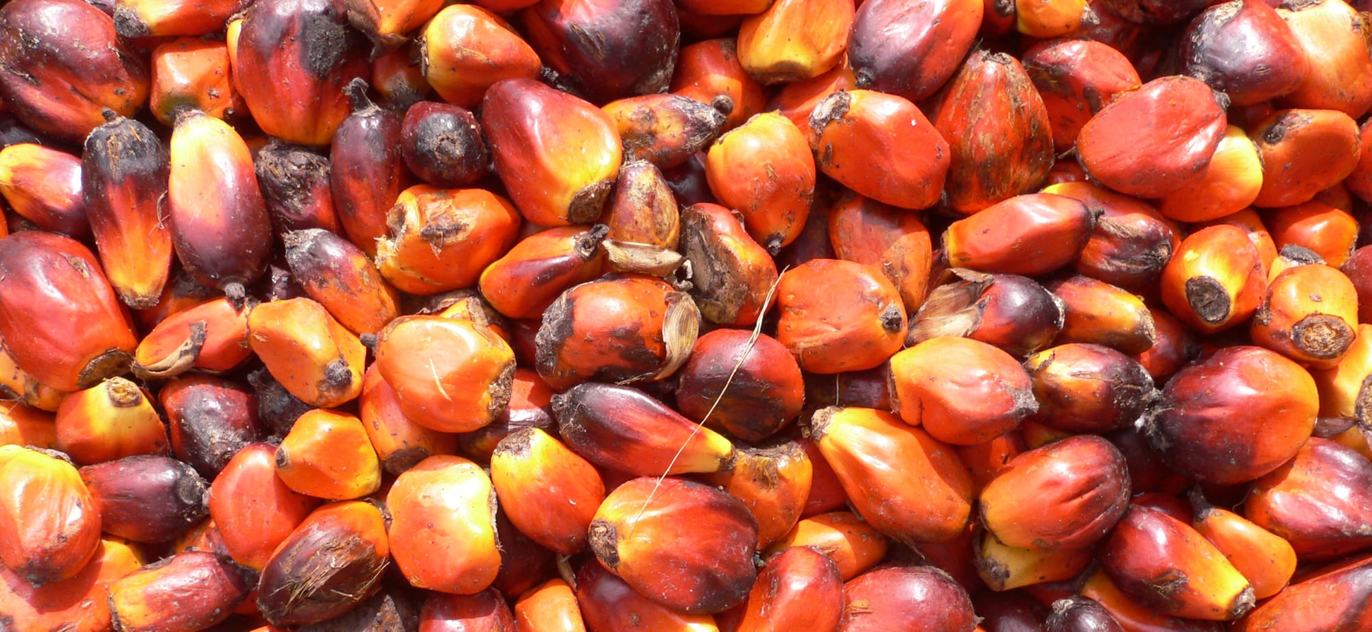 Palm nuts clustered together.