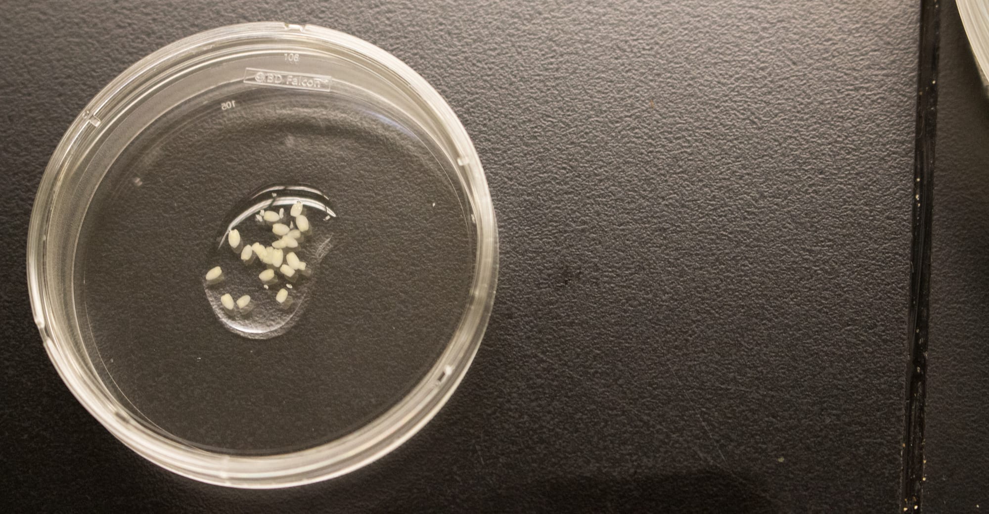 Monsanto researchers show guests how genetically engineered crops are produced on July 20, 2015. The very beginning stages are shown here, where scientists experiment with seed germplasm.