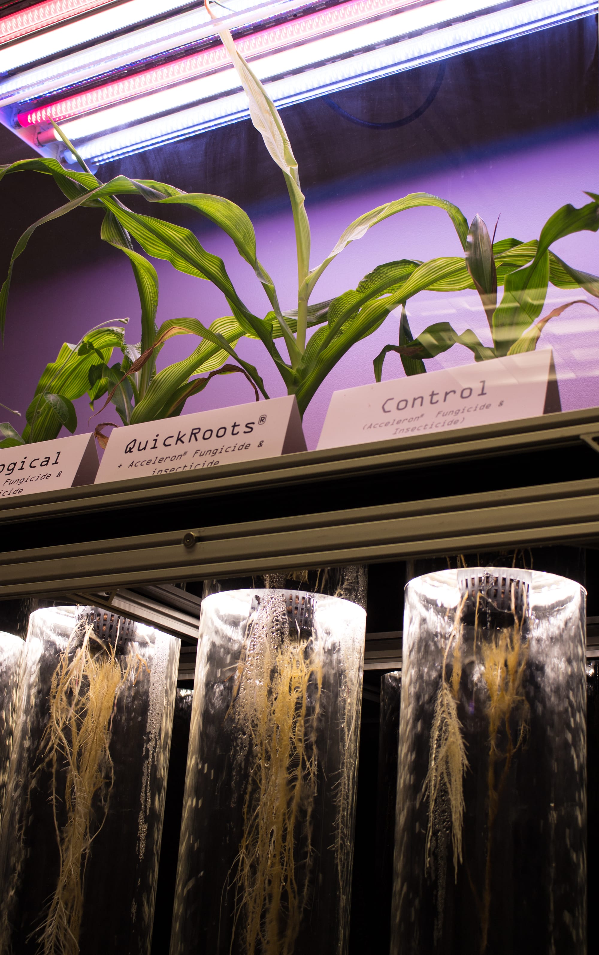 In the past, "Old Monsanto" produced industrial chemicals, food sweeteners and other products. Today, the St. Louis-based company focuses on agriculture. Some of its latest research seeks to use microbial technology to boost plant health, an idea demonstrated here on July 20, 2015.