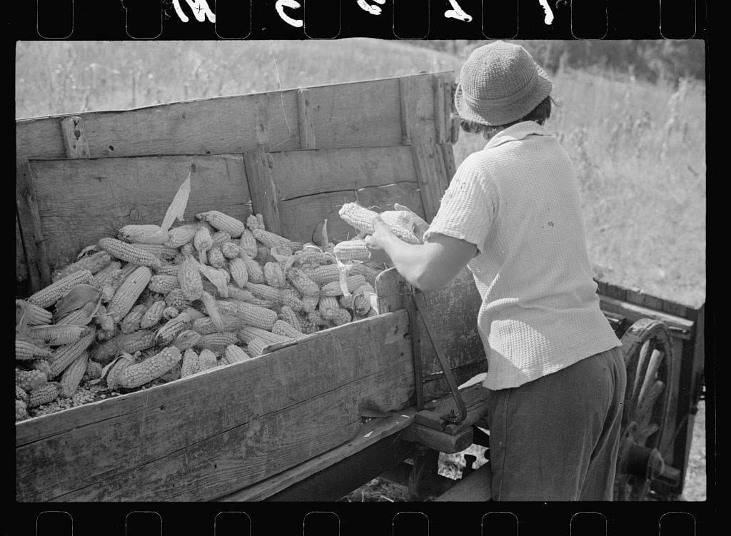 A woman shucking corn in 1938.