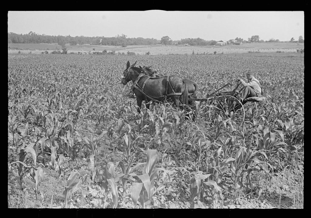 Cultivating corn in central Ohio, 1938.