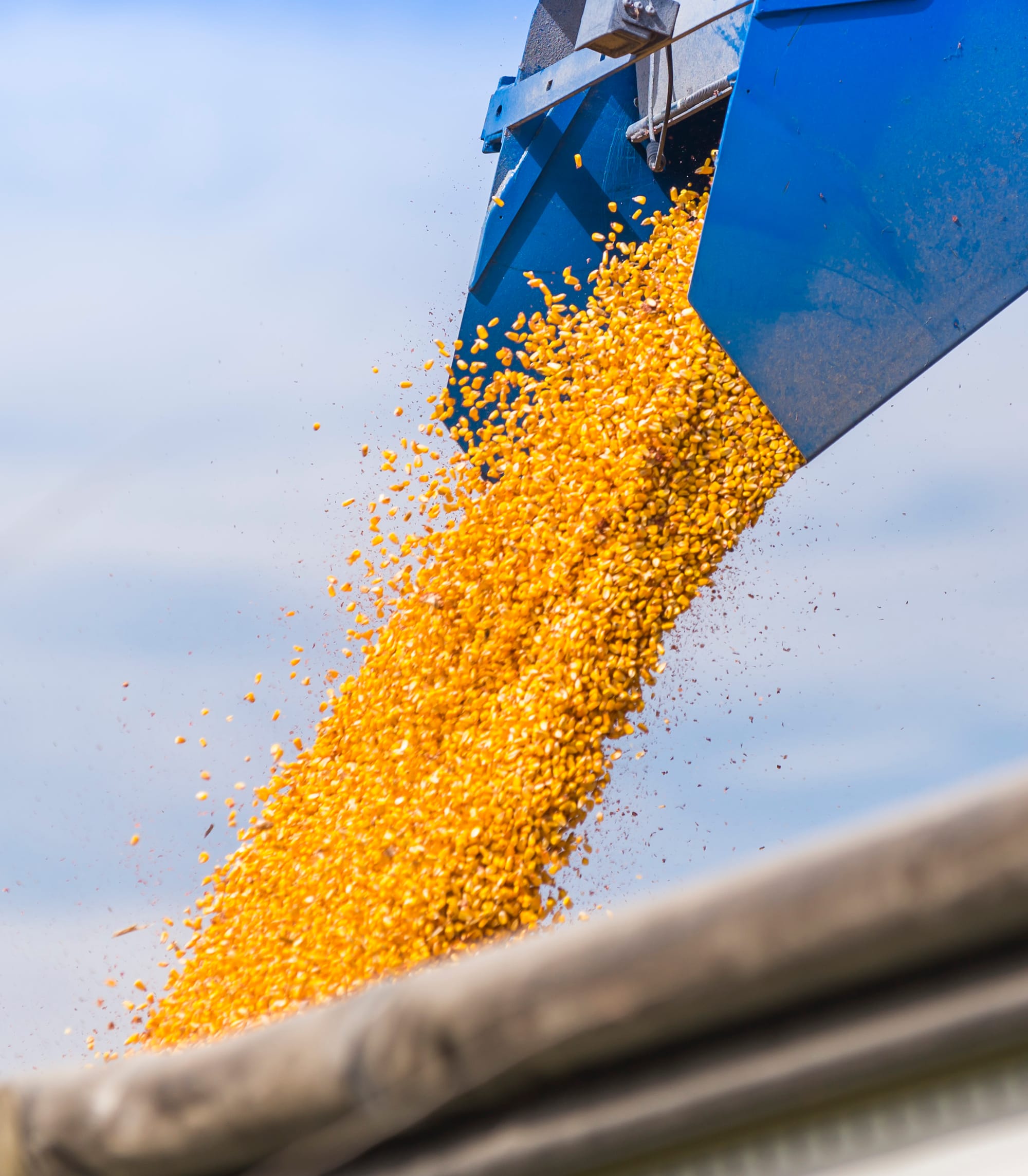 Corn grain is poured into a wagon in Champaign County on Sept. 27, 2014. According to the United Nations, global food production must double by 2050.