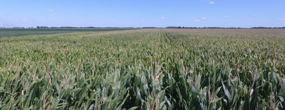 Central Illinois farmer Paul Jeschke works on 4,000 acres near Mazon, Ill. Some of his corn crop is shown here on Aug. 20, 2015.