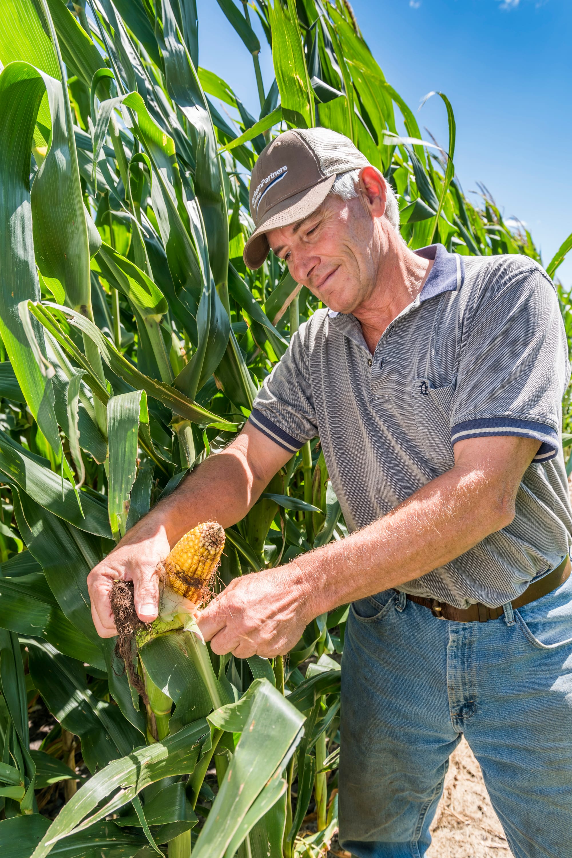 Farmer Paul Jeschke holds up an ear of corn at his farm near Mazon, Ill., on Aug. 20, 2015. Monsanto's higher yielding corn product would increase the size of an ear of corn by about 12 percent, the company claims.