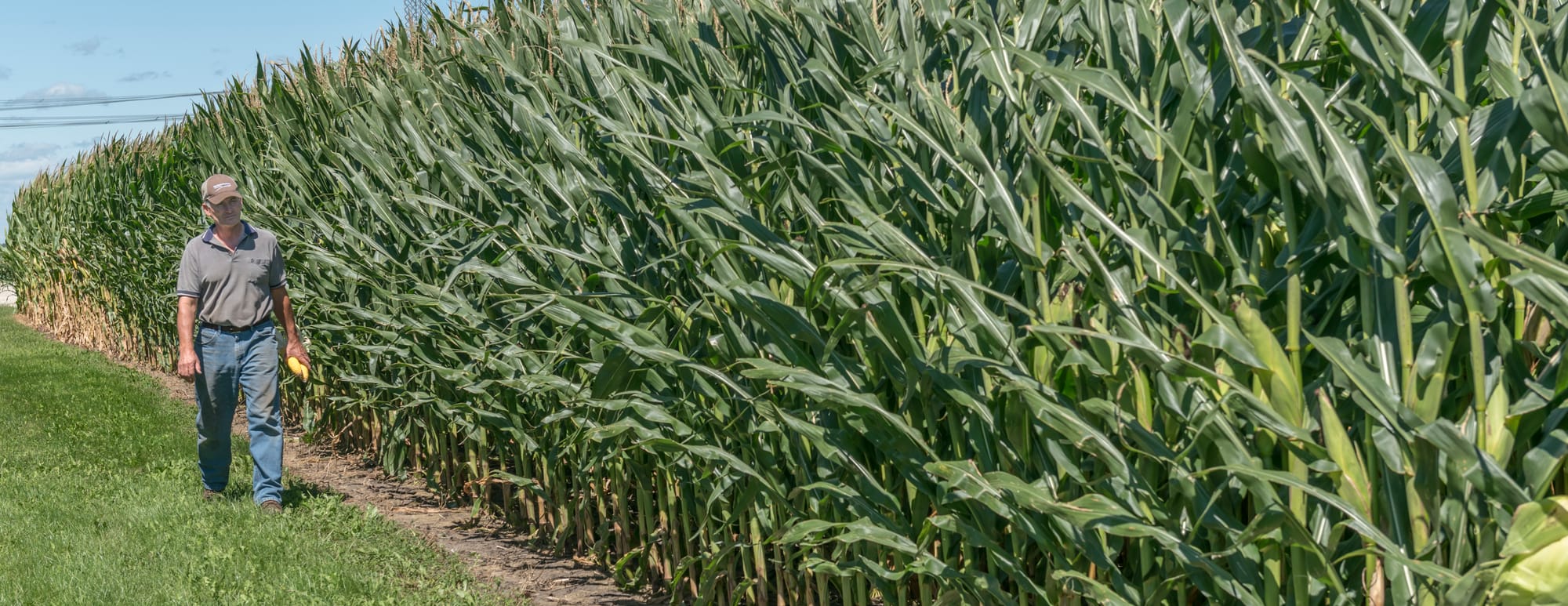 Farmer Paul Jeschke on his farm near Mazon, Ill., on Aug. 20, 2015. The regulation of biotechnology and GMOs has remained an important issue, especially as seed companies continue to roll out new products. Today, nearly 90 percent of corn is grown with genetically engineered seeds.