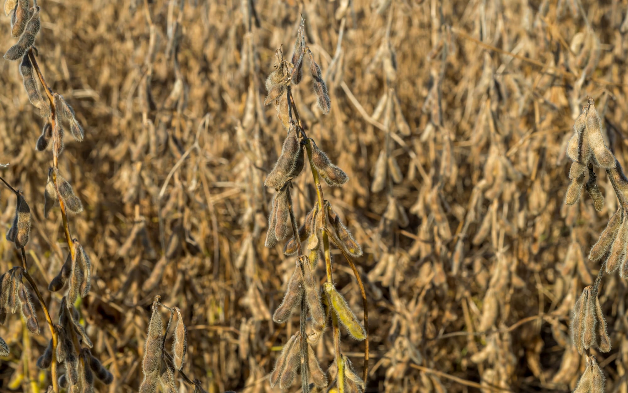 Soybeans shortly before being harvested in central Illinois on Sept. 22, 2015. Similar to corn, soybeans and soybean products have been major exports for the U.S. agriculture industry.