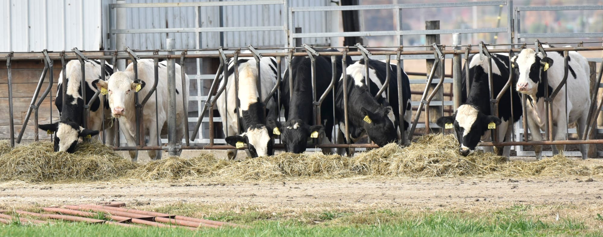 Cows are lined up to eat hay at a University of Illinois at Urbana-Champaign farm facility on Nov. 5, 2015. Under current trade policy, some of the Trans-Pacific Partnership members impose strict trade taxes on dairy, beef and other farm products.