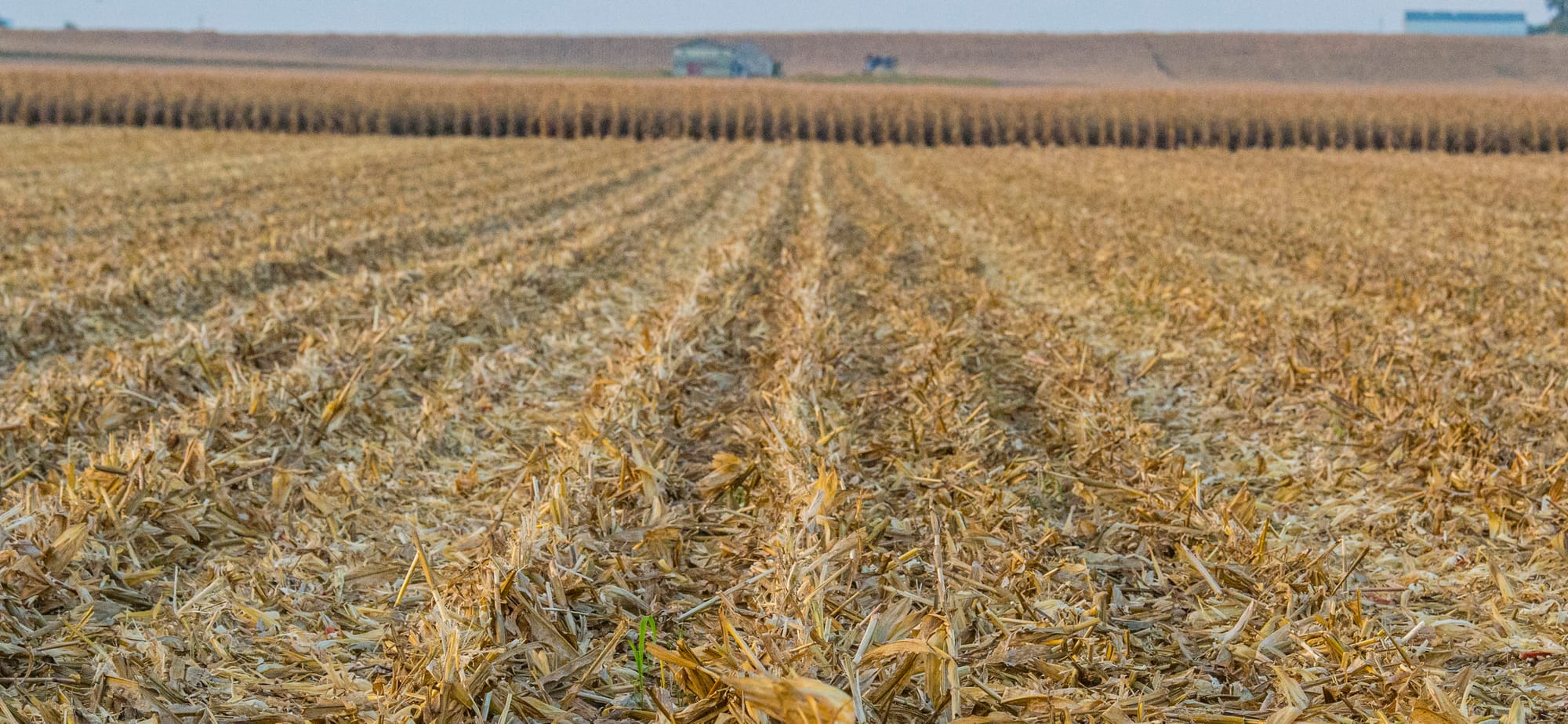 In the United States, the vast majority of corn is grown from genetically engineered seed. Here, a central Illinois Farmer harvests his corn crop.
