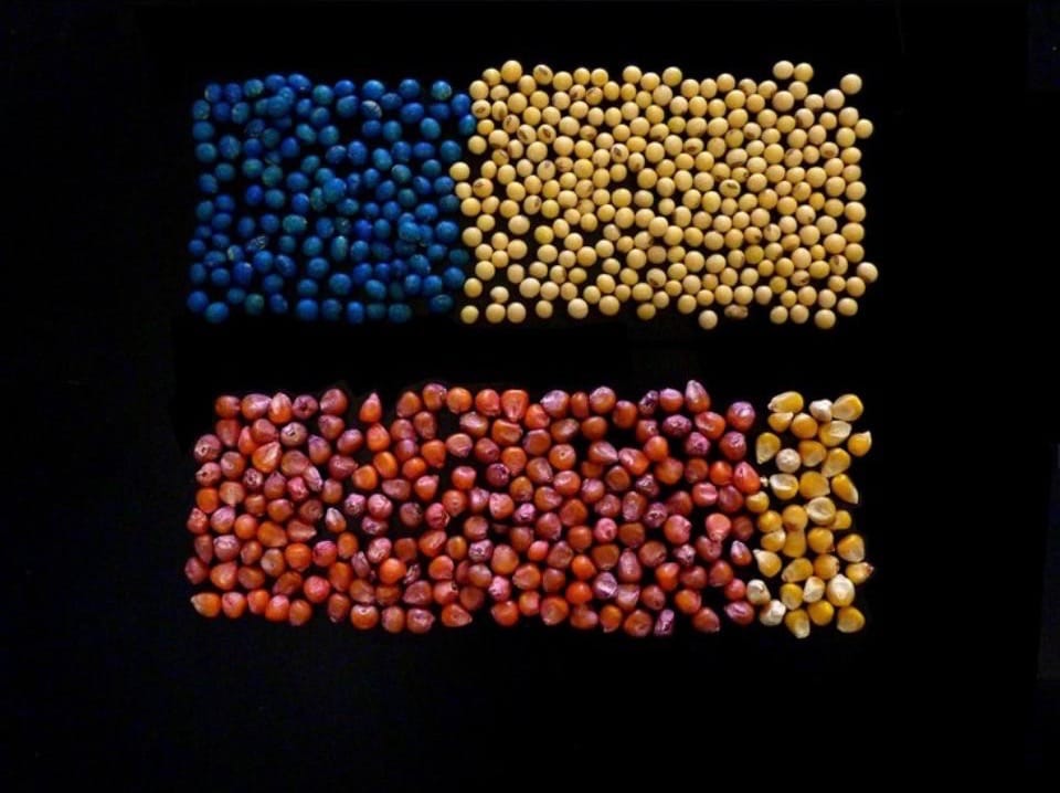 Farmers have dramatically increased the use of a class of insecticides called neonicotinoids, primarily through pesticide-treated corn and soybean seeds. The image illustrates the estimated proportion in 2011 of treated versus untreated seeds nationwide. At top are blue treated soybean seeds compared to untreated soybean seeds; below are treated red corn seeds versus untreated corn seeds.