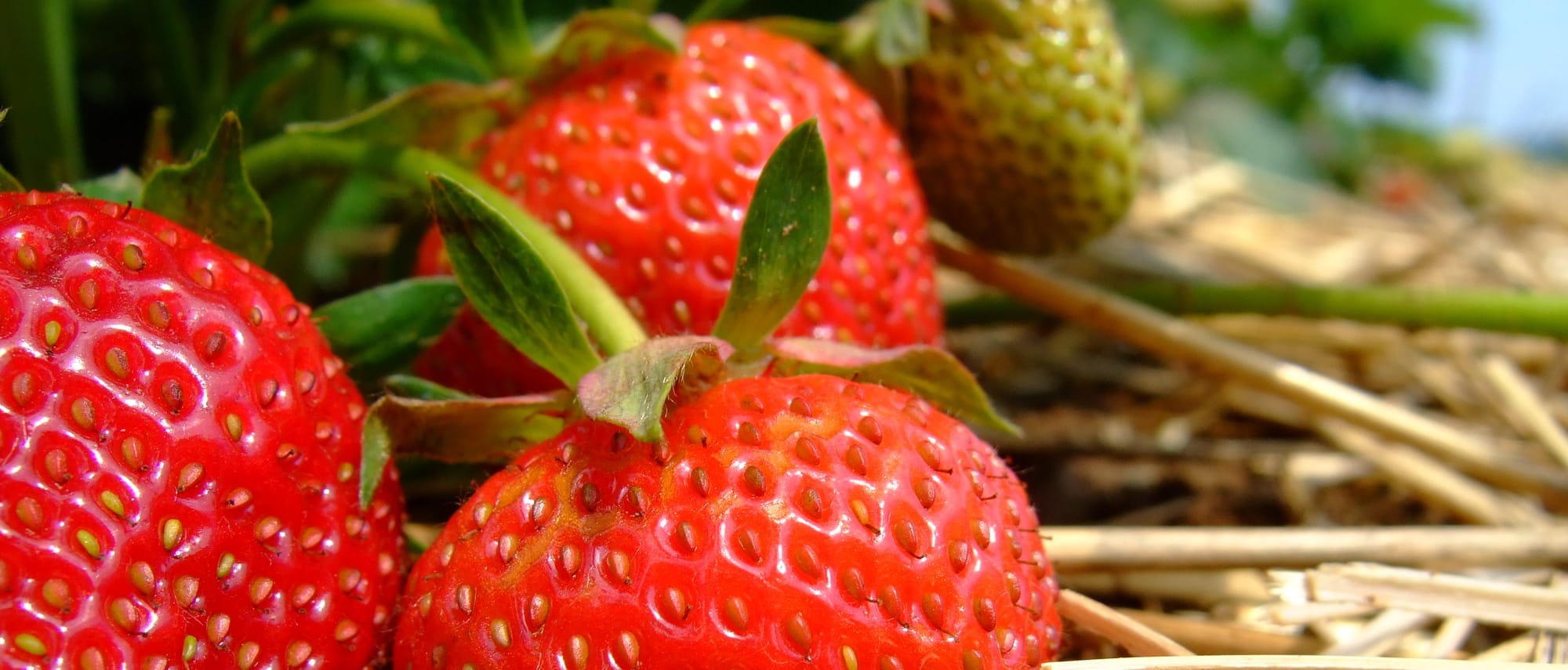 Michelle Williamson of Franberry Farms in Plant City, Fla., said the companys strawberry operation was delayed two weeks because workers were stalled at the Mexican-U.S. border.| Photo Illustration