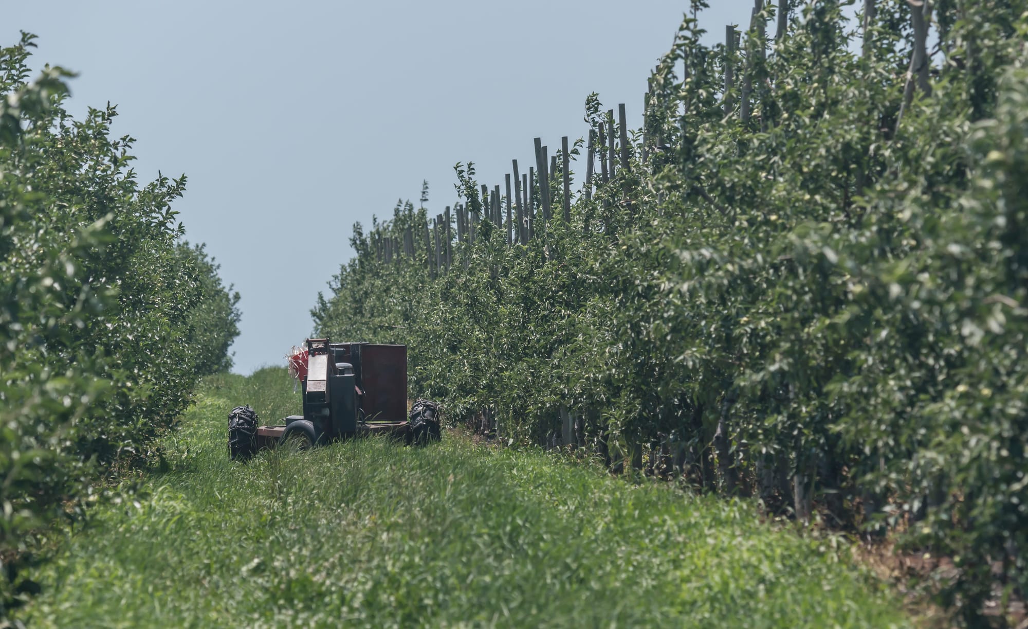 An orchard outside of Waverly, Missouri, on June 22, 2016. 